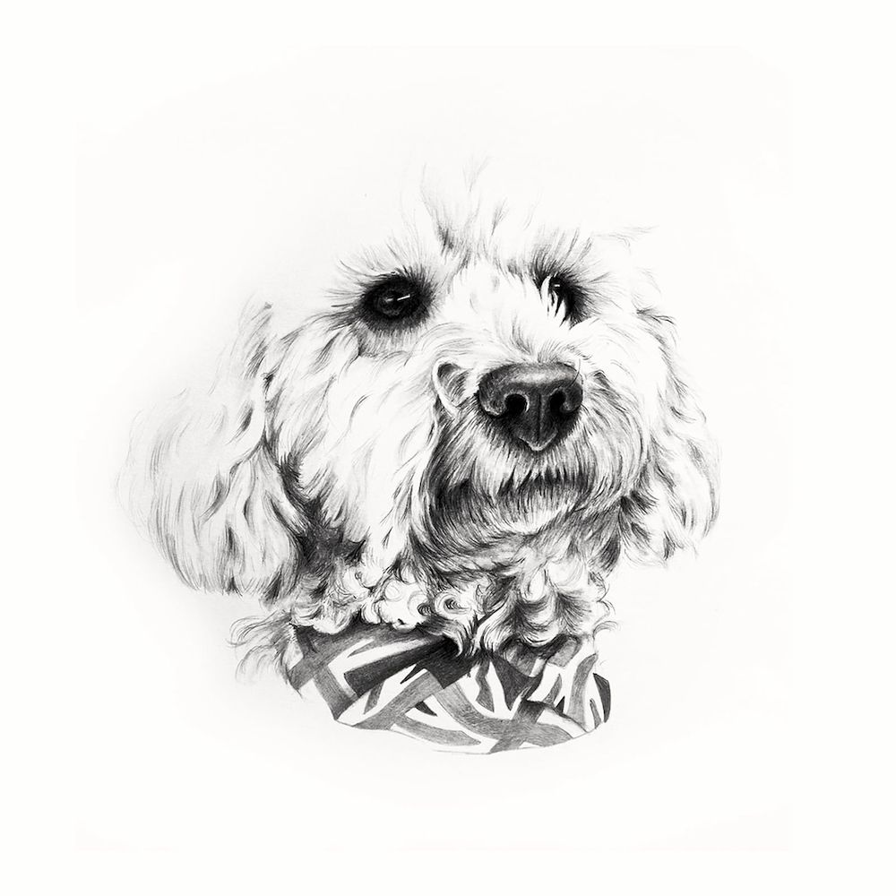 Cavoodle